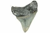 Serrated, Juvenile Megalodon Tooth - North Carolina #309523-1